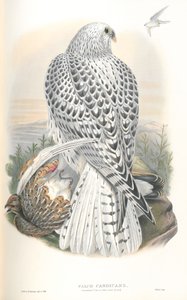 Falco Candicans（Greenland Falcon Dark Race）のイラスト 作： John Gould